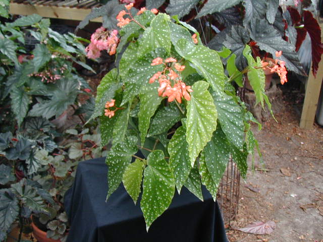 B. ‘Alamo Orange’